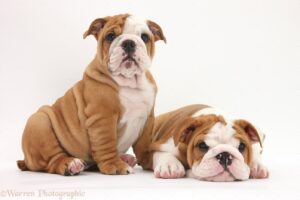 Two Bulldog pups