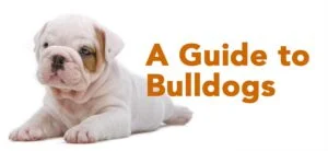guide-to-bulldogs-clean-300x138