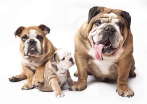 beautiful adult bulldogs