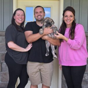 english bulldog puppies