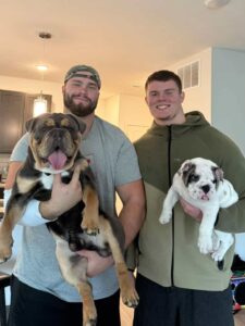 english bulldog puppies