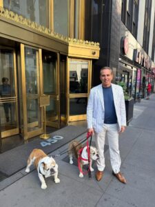 english bulldog puppies