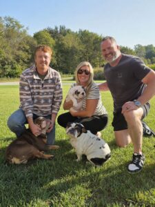 english bulldog puppies