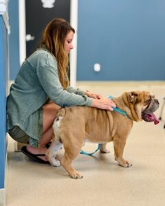english bulldog puppies