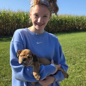 english bulldog puppies