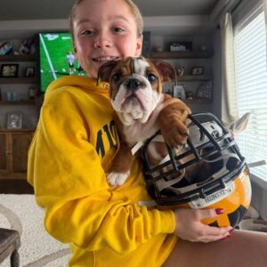 english bulldog puppies