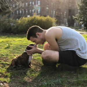 english bulldog puppies