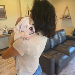 English Bulldog Puppies