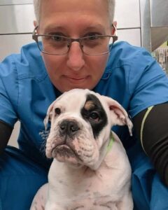 English Bulldog Puppies