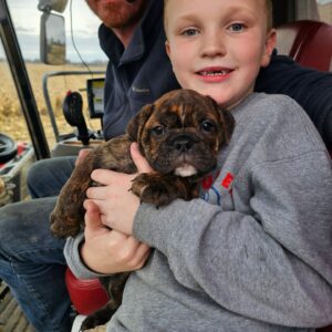 English Bulldog Puppies