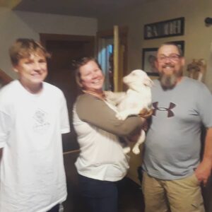 English Bulldog Puppies