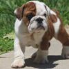 ALICE COOPER ENGLISH BULLDOG PUPPY