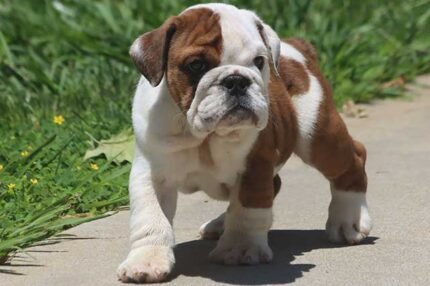 Home Pets | Mario Walker's Bullies ALICE COOPER ENGLISH BULLDOG PUPPY