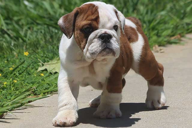 ALICE COOPER ENGLISH BULLDOG PUPPY