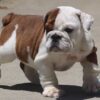 ALICE COOPER ENGLISH BULLDOG PUPPY