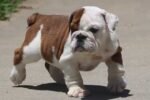 ALICE COOPER ENGLISH BULLDOG PUPPY