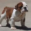 ALICE COOPER ENGLISH BULLDOG PUPPY