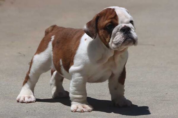 ALICE COOPER ENGLISH BULLDOG PUPPY