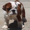 ALICE COOPER ENGLISH BULLDOG PUPPY
