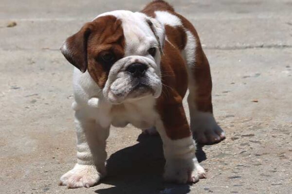 ALICE COOPER ENGLISH BULLDOG PUPPY