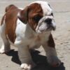 ALICE COOPER ENGLISH BULLDOG PUPPY