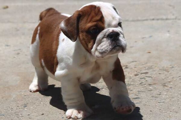 ALICE COOPER ENGLISH BULLDOG PUPPY