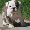 BELLA ENGLISH BULLDOG PUPPIES