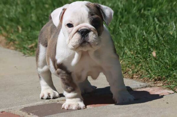 BELLA ENGLISH BULLDOG PUPPIES