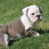 BELLA ENGLISH BULLDOG PUPPIES