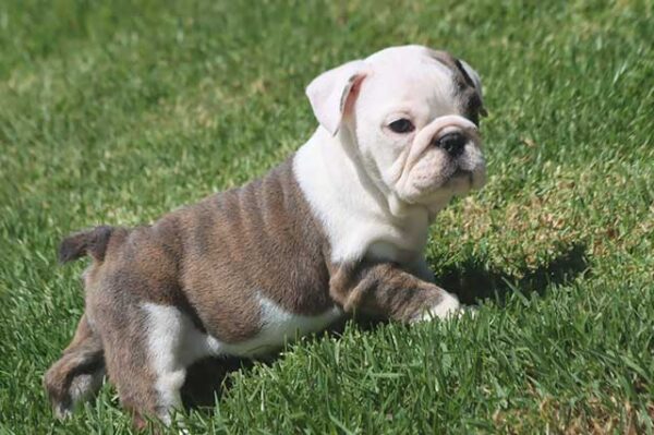 BELLA ENGLISH BULLDOG PUPPIES