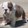 BELLA ENGLISH BULLDOG PUPPIES