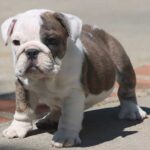 BELLA ENGLISH BULLDOG PUPPIES BELLA ENGLISH BULLDOG PUPPIES