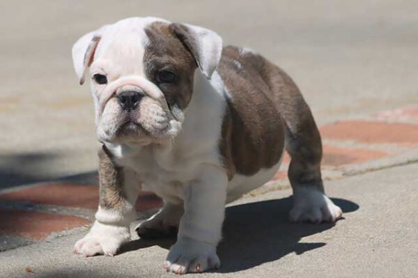BELLA ENGLISH BULLDOG PUPPIES