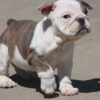 BELLA ENGLISH BULLDOG PUPPIES