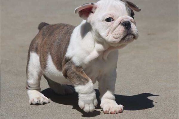 BELLA ENGLISH BULLDOG PUPPIES