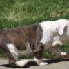 BELLA ENGLISH BULLDOG PUPPIES