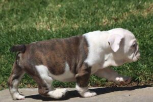 BELLA ENGLISH BULLDOG PUPPIES