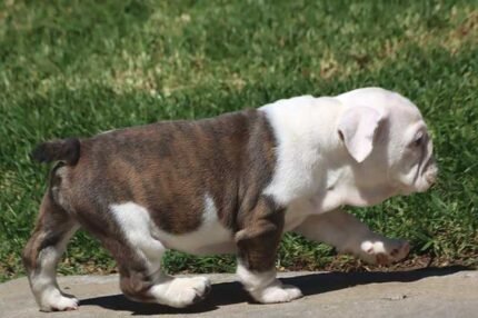 Home Pets | Mario Walker's Bullies BELLA ENGLISH BULLDOG PUPPIES