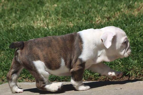 BELLA ENGLISH BULLDOG PUPPIES