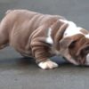 BOBA ENGLISH BULLDOG PUPPIES