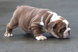 BOBA ENGLISH BULLDOG PUPPIES