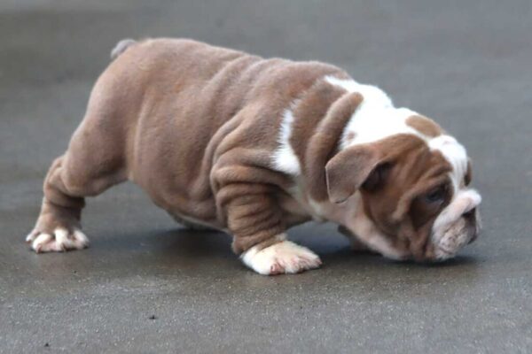 BOBA ENGLISH BULLDOG PUPPIES