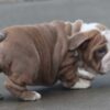 BOBA ENGLISH BULLDOG PUPPIES