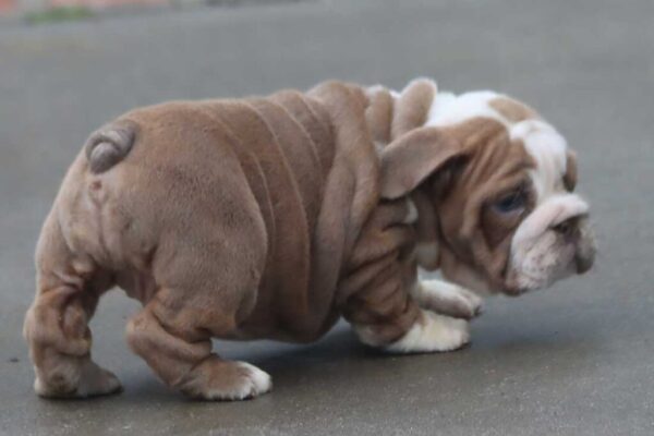 BOBA ENGLISH BULLDOG PUPPIES