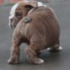 BOBA ENGLISH BULLDOG PUPPIES