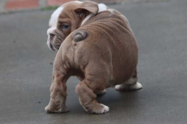 BOBA ENGLISH BULLDOG PUPPIES