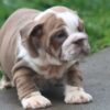 BOBA ENGLISH BULLDOG PUPPIES