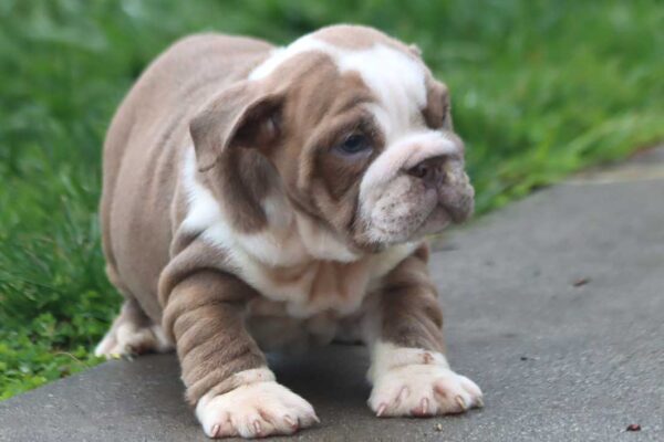 BOBA ENGLISH BULLDOG PUPPIES