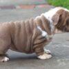 BOBA ENGLISH BULLDOG PUPPIES