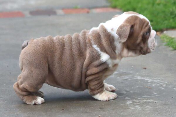 BOBA ENGLISH BULLDOG PUPPIES